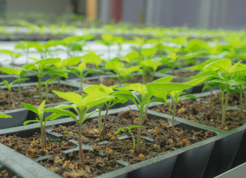 Pepper Joe's Trinidad Scorpion seedling ready to transplant in garden.