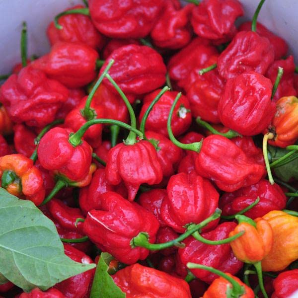 Pepper Joe's Trinidad Scorpion seeds in bag close-up for home gardening.