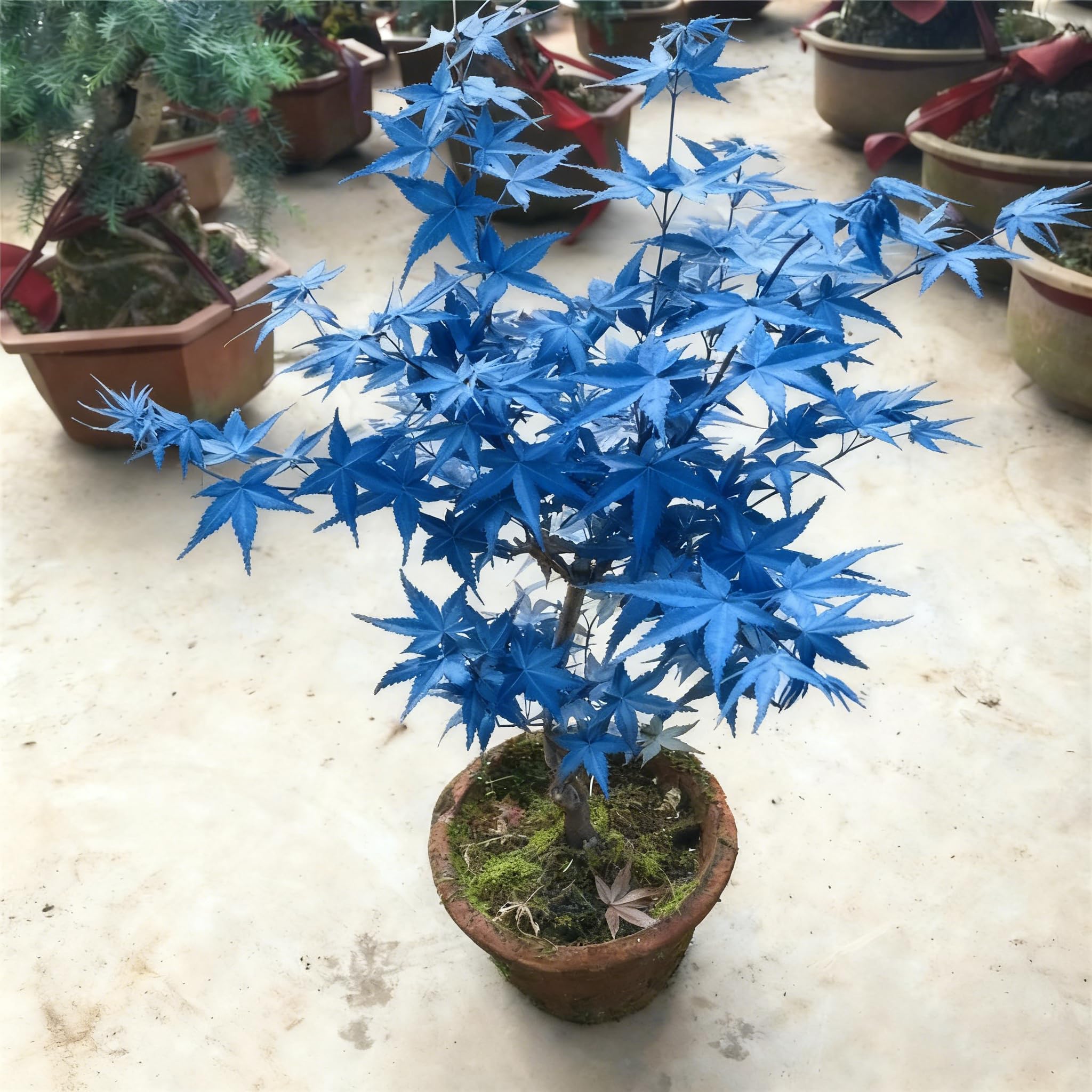 Perennia Plants blue maple foliage close-up showcases striking blue-green leaves.