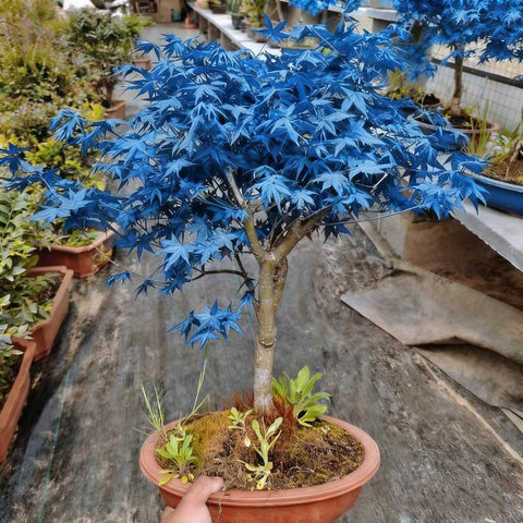 Perennia Plants cold stratification step illustration supports healthy maple seedling growth.