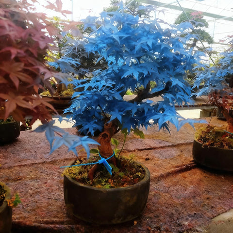 Perennia Plants blue maple thriving in USDA zones 3-8 lifestyle use.