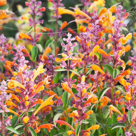 45Pcs Perennial Mix Hummingbird Mint Seeds for border display with vibrant flower spikes.