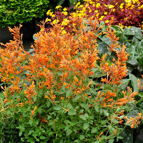 45Pcs Perennial Mix Hummingbird Mint Seeds used as cut flowers for fragrant arrangements.