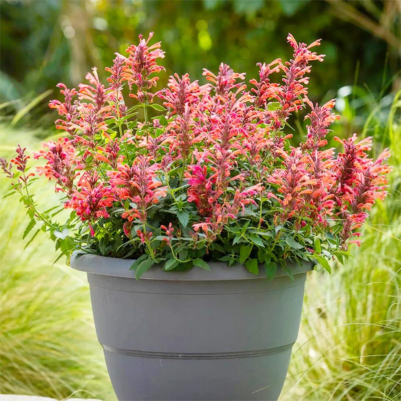 45Pcs Perennial Mix Hummingbird Mint Seeds thrive in full sun with drought tolerance.