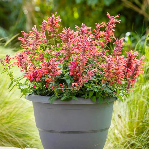 45Pcs Perennial Mix Hummingbird Mint Seeds thrive in full sun with drought tolerance.