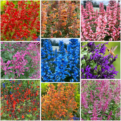 45Pcs Perennial Mix Hummingbird Mint Seeds for planting to attract hummingbirds.