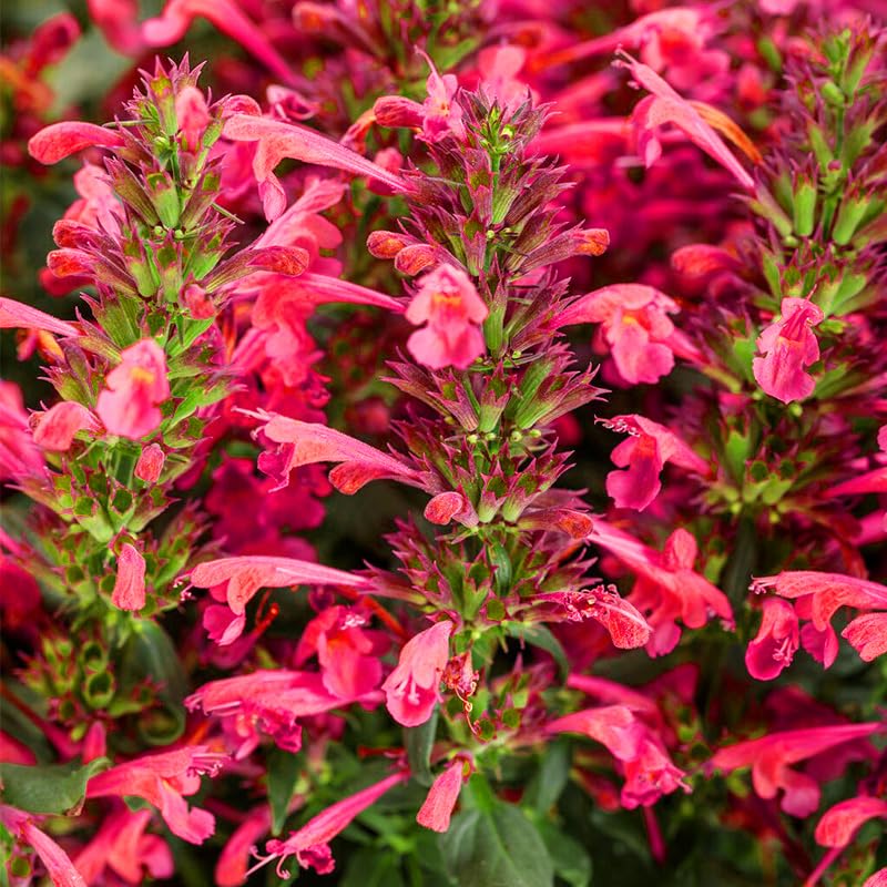 45Pcs Perennial Mix Hummingbird Mint Seeds for a pollinator-friendly garden.