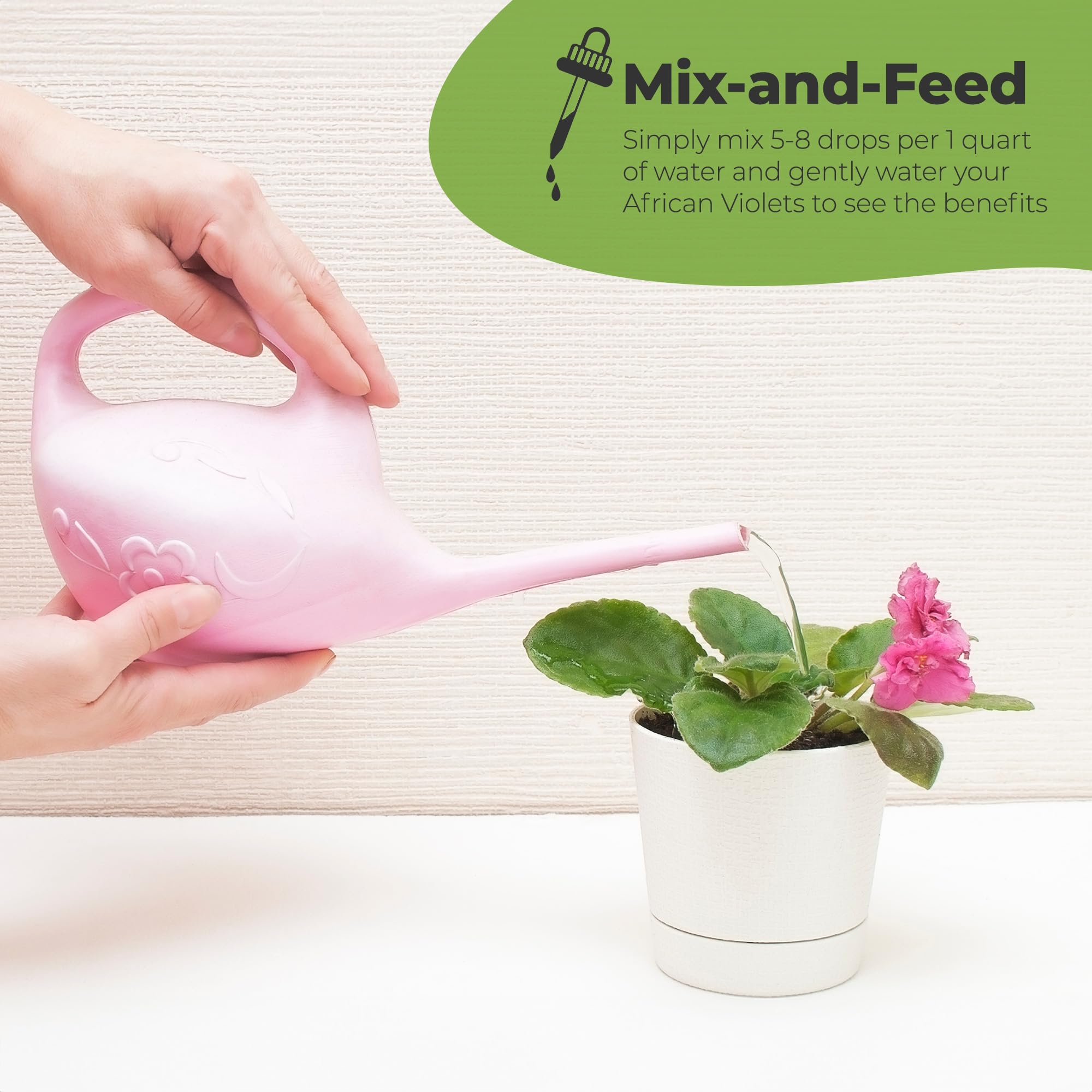 Vibrant African Violet blooms and lush foliage with Perfect Plants nourishment.