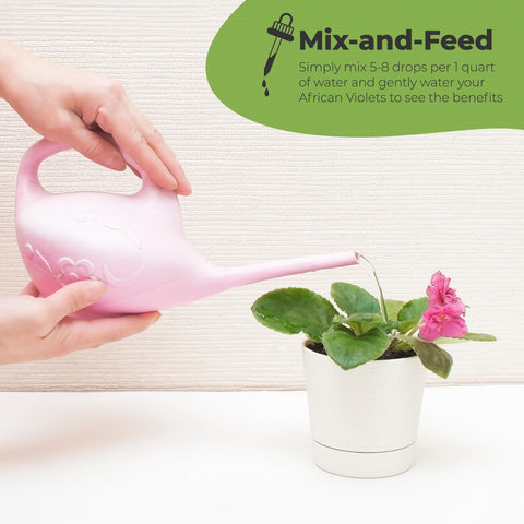 Vibrant African Violet blooms and lush foliage with Perfect Plants nourishment.