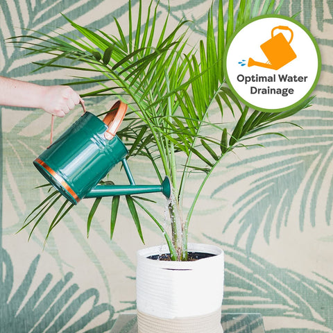 Perfect Plants image shows versatility for Monstera, Aloe, Spider Plants.