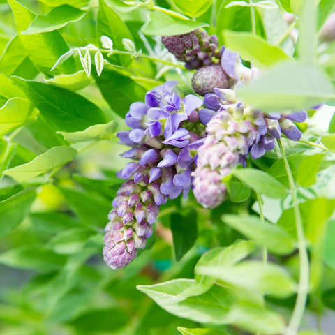 PERFECT PLANTS Amethyst Falls Wisteria along a fence enhances privacy and color.