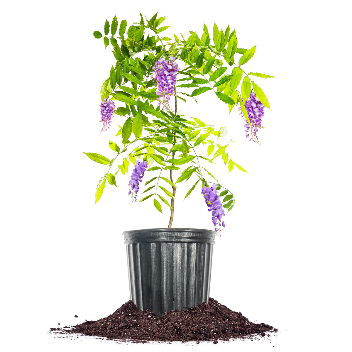 Perfect Plants Amethyst Falls Wisteria Vine in pot ready for quick landscape planting.