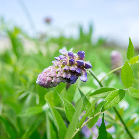 PERFECT PLANTS Amethyst Falls Wisteria transitions through seasons with vibrant blooms before dormancy.
