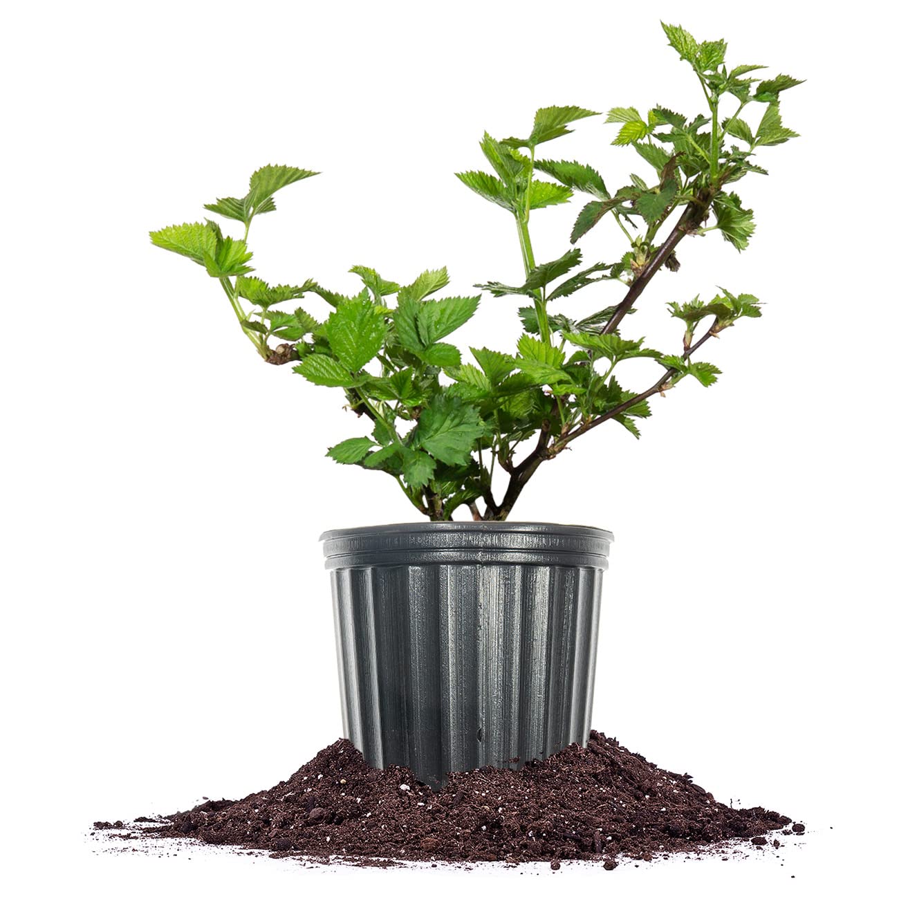 Perfect Plants Apache blackberry bush in a 1-gallon pot ready for sunny outdoor planting