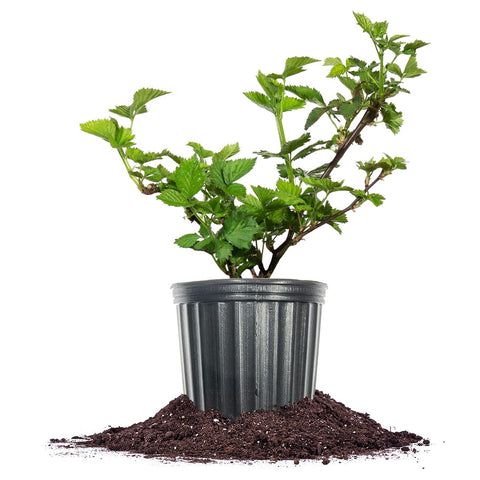 Perfect Plants Apache blackberry bush in a 1-gallon pot ready for sunny outdoor planting