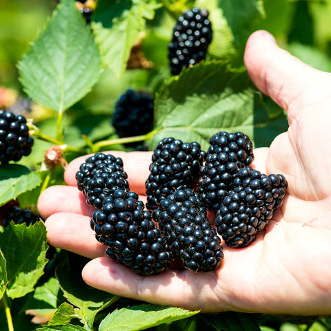 Apache blackberry flowers hinting at upcoming dark purple fruit