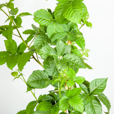 Close-up of glossy Apache blackberry fruits ready to harvest