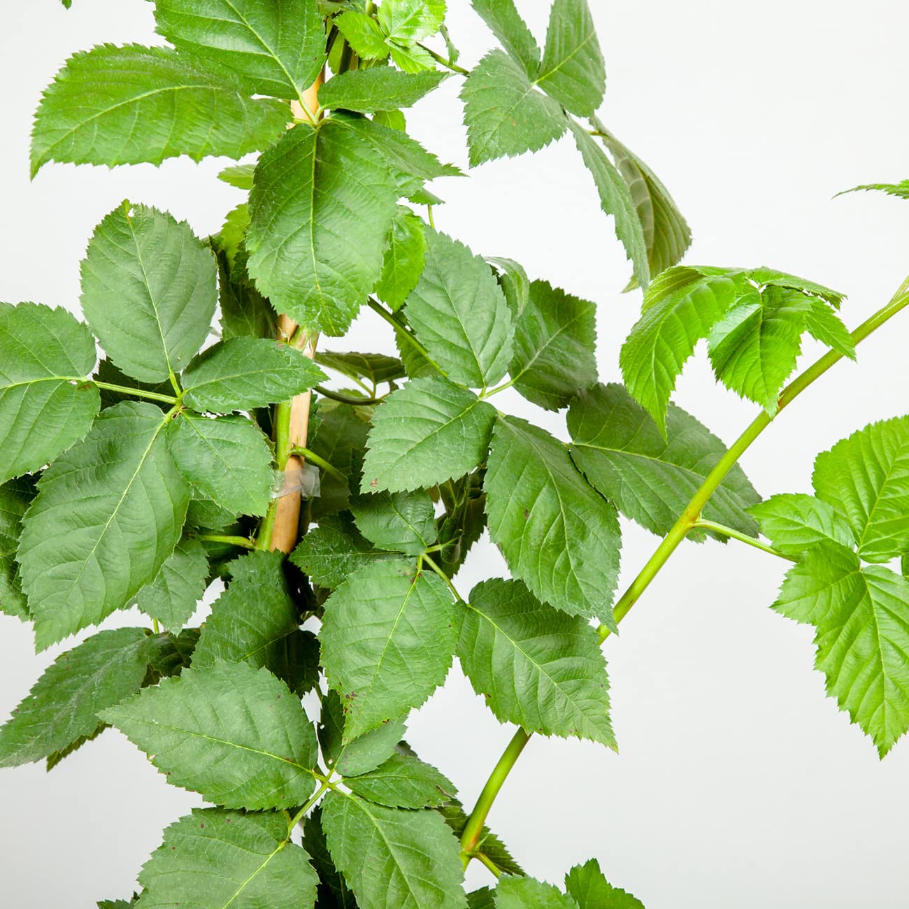 Apache blackberry canes supported on a trellis for strong growth