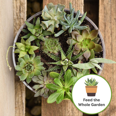 PERFECT PLANTS applying pellets to potting soil aids easy in-pot feeding