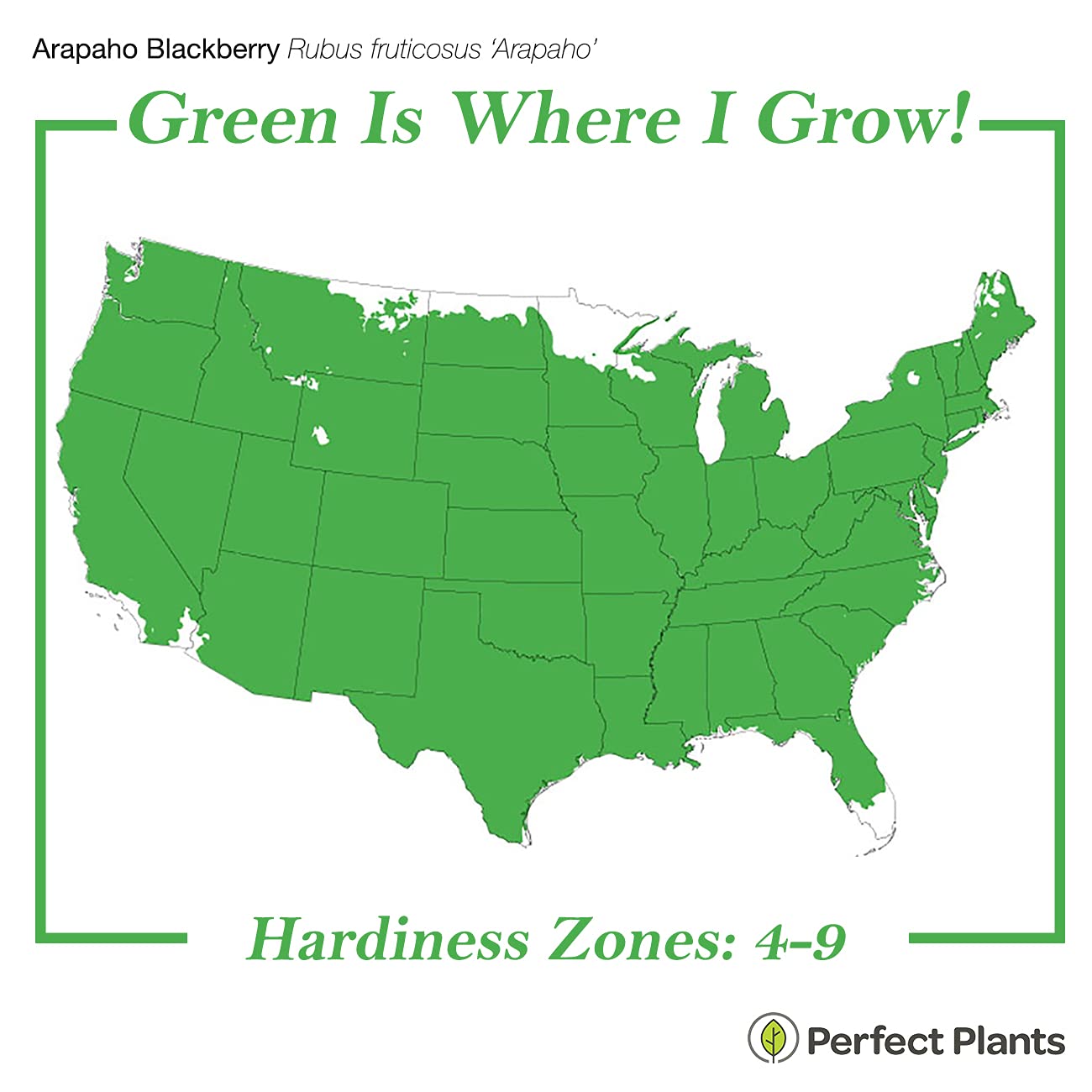 Perfect Plants Arapaho bush growth habit demonstrates compact self-fertile vines for easy backyard enjoyment