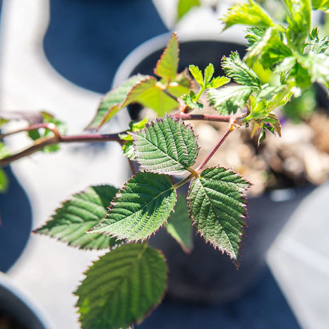 Perfect Plants Arapaho harvest-ready berries ideal for jams pies or fresh snacking