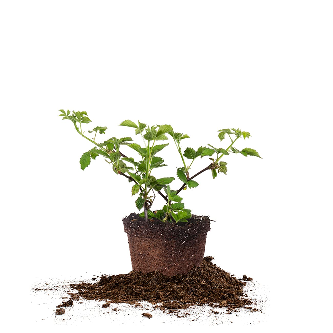 Perfect Plants Arapaho thornless blackberry bush in 1-gallon pot ready to plant for home fruit harvest