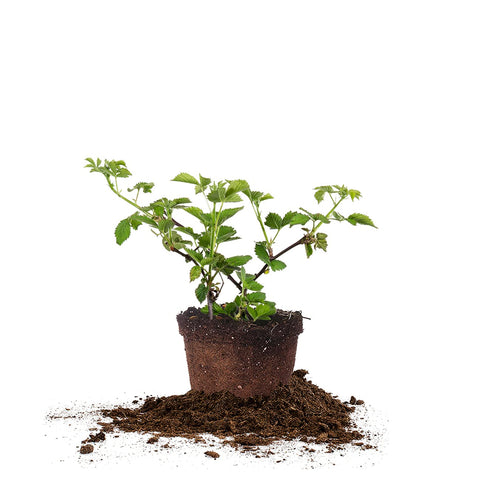 Perfect Plants Arapaho thornless blackberry bush in 1-gallon pot ready to plant for home fruit harvest