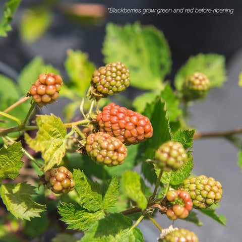 Perfect Plants Arapaho watering care tips ensure juicy berries during fruiting season