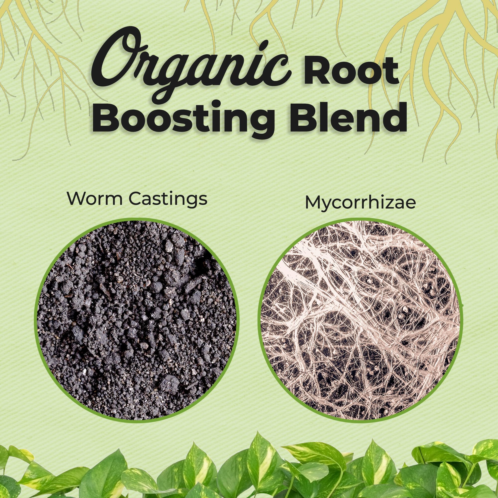 Perfect Plants Aroid Potting Mix 8qt packaging keeps supplies organized for gardeners.