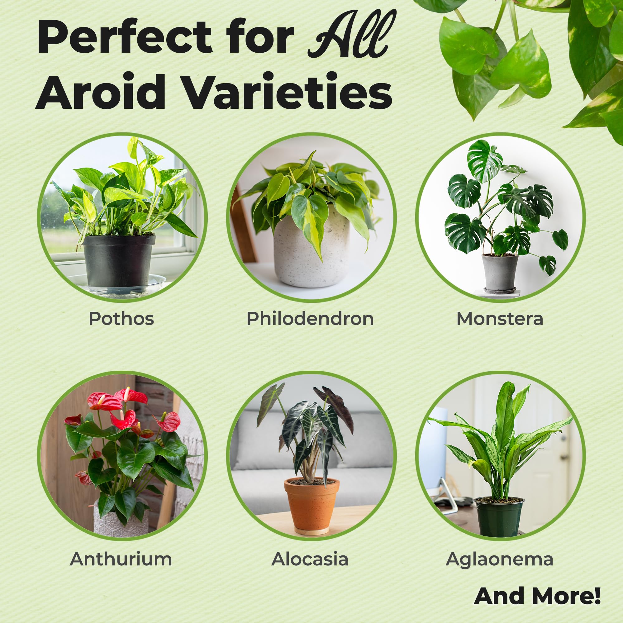 Perfect Plants Aroid Potting Mix root aeration promotes steady moisture balance for potted plants.