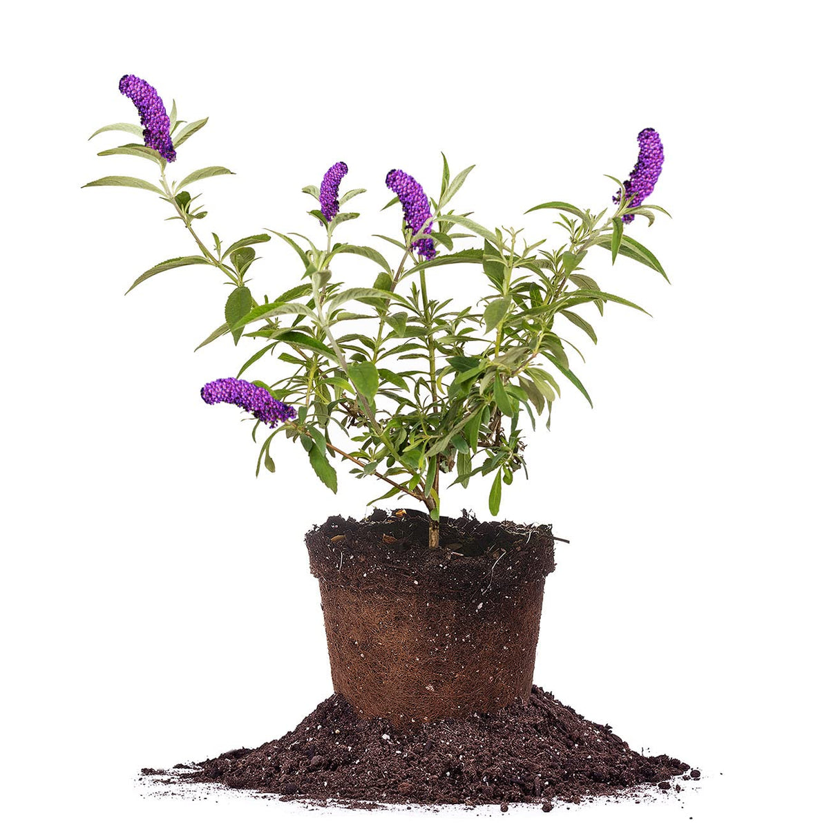 Perfect Plants Black Knight butterfly bush 1 gal pot with deep purple blooms attracting pollinators.