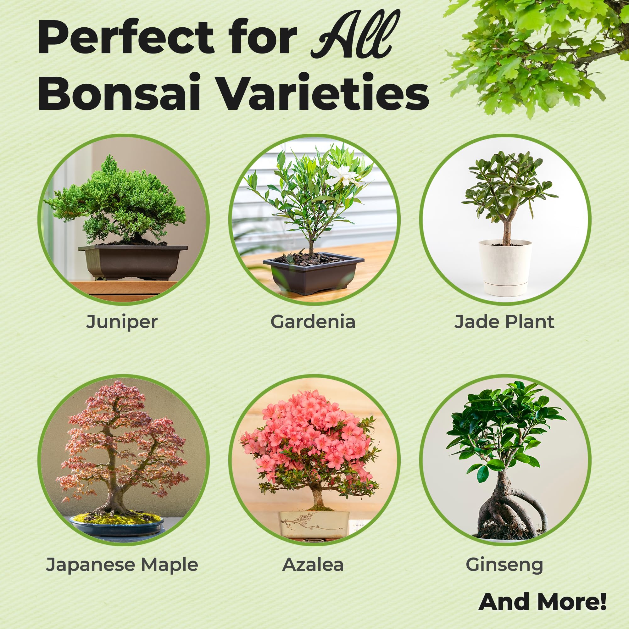 Perfect Plants bonsai fertilizer pellets sprinkled into soil provide balanced, long-lasting nourishment.