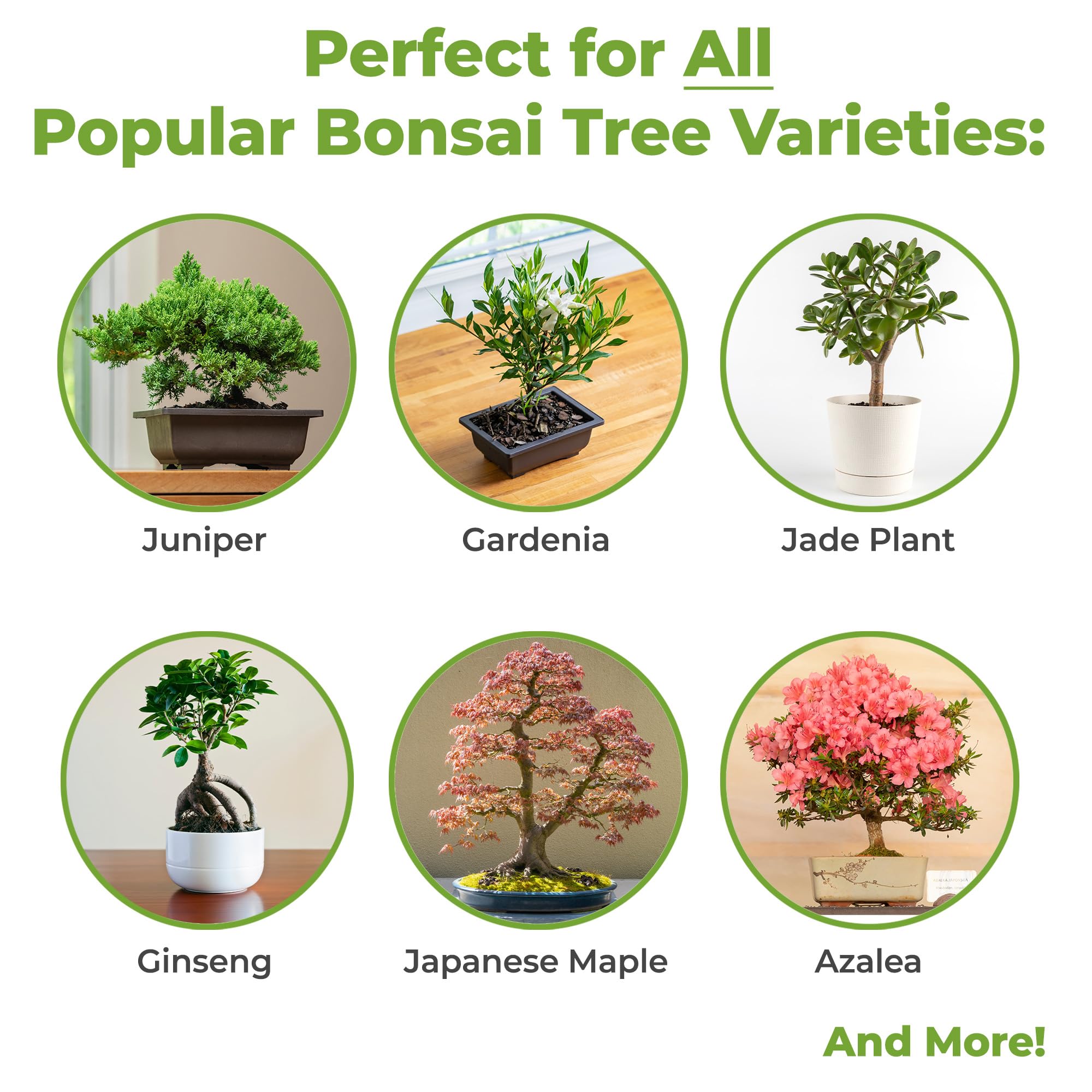 Perfect Plants Bonsai Soil texture closeup reveals rich organic blend supporting nutrients