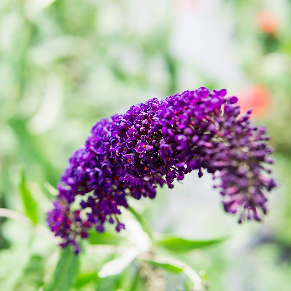 Perfect Plants border plant idea featuring the shrub for sunny garden borders.