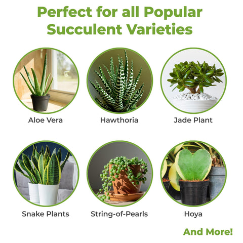 PERFECT PLANTS cactus granular fertilizer bag shown for balanced NPK and steady growth