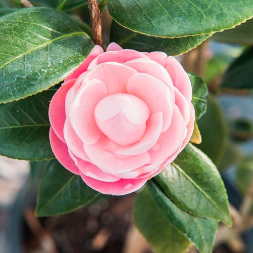 Perfect Plants Camellia buds signal late winter to spring color