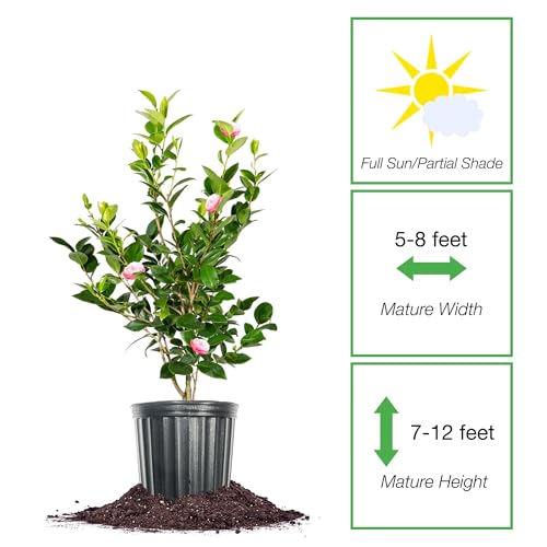 Perfect Plants Camellia japonica foliage provides year-round evergreen interest