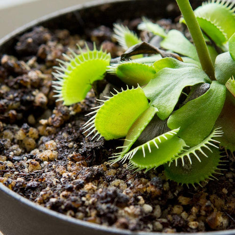 Perfect Plants Carnivorous Soil multi-species use supports diverse carnivores in a shared pot.