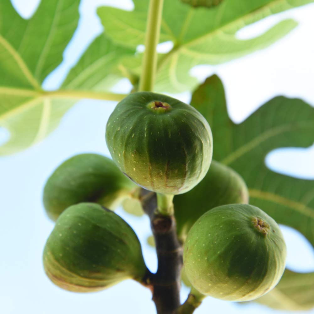 PERFECT PLANTS Chicago Hardy fig tree leaves show vibrant green foliage for lush patio presence.