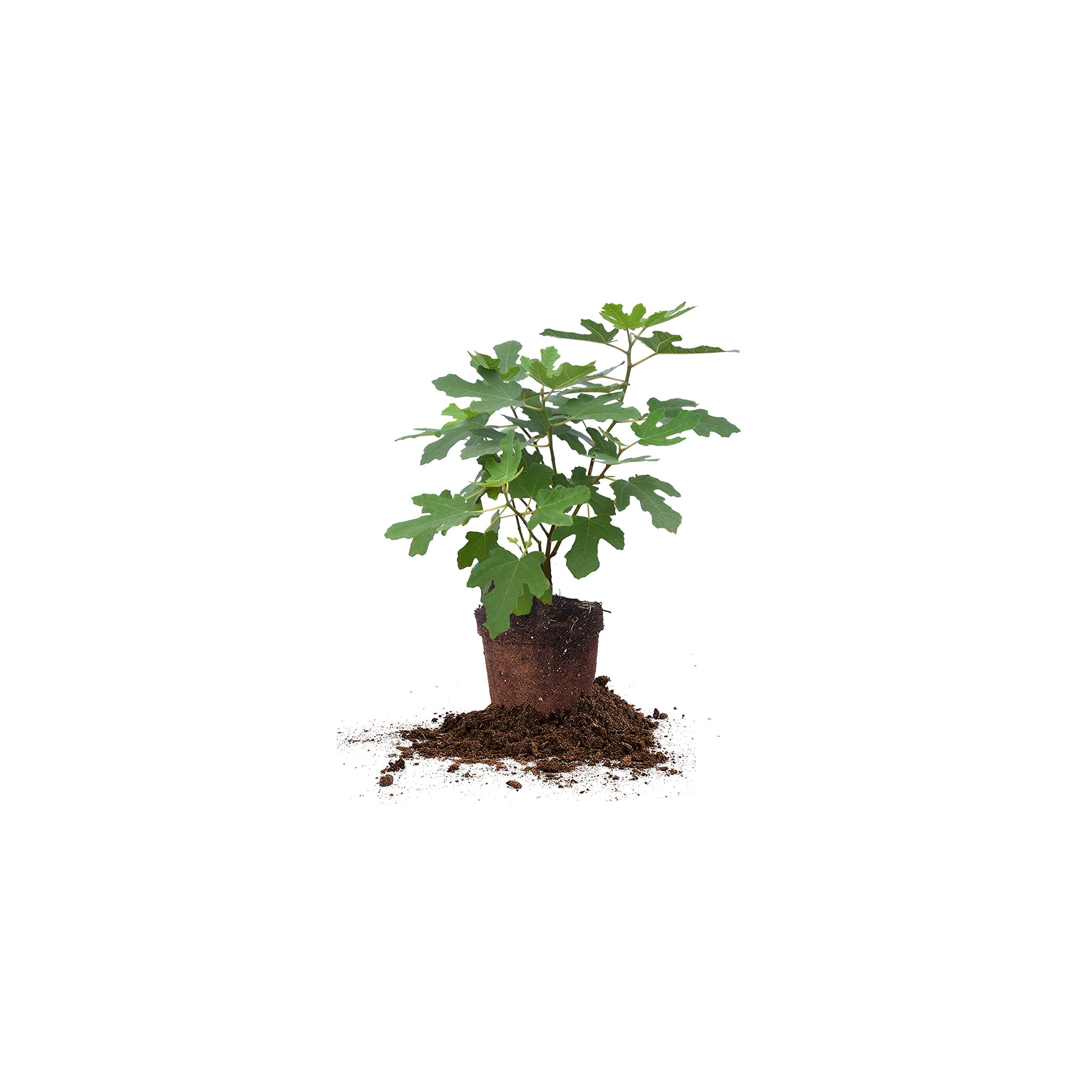 PERFECT PLANTS Chicago Hardy Fig 1-gallon tree, self-pollinating and sun-loving for patio.
