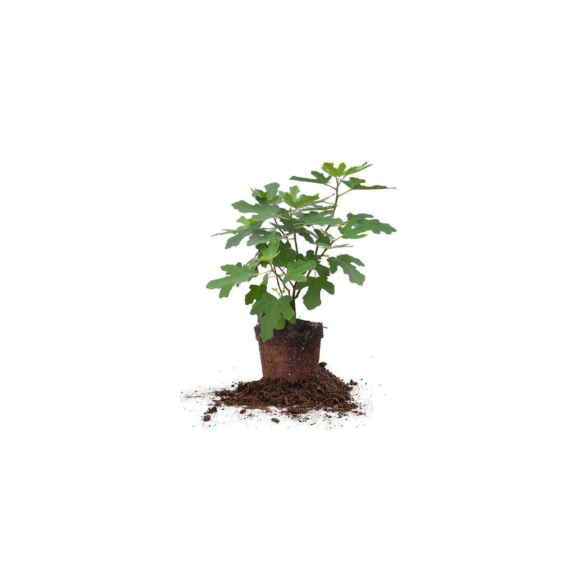 PERFECT PLANTS Chicago Hardy Fig 1-gallon tree, self-pollinating and sun-loving for patio.