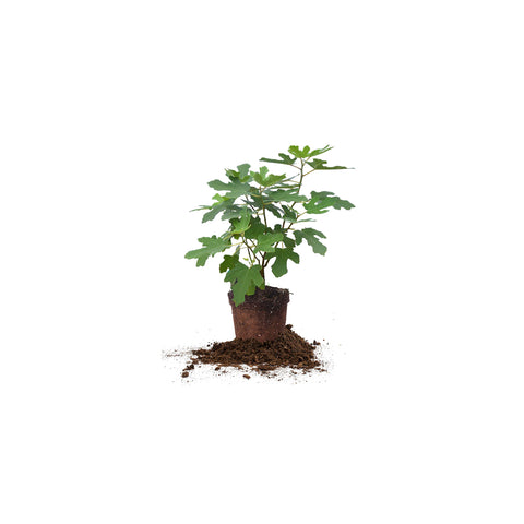 PERFECT PLANTS Chicago Hardy Fig 1-gallon tree, self-pollinating and sun-loving for patio.