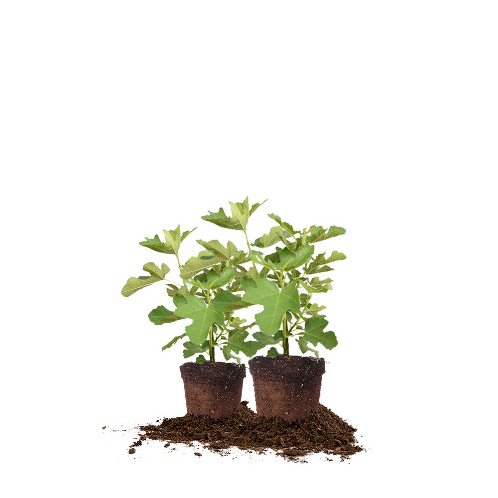 PERFECT PLANTS Chicago Hardy fig tree in a 1 gallon pot, self-pollinating and ready for fruiting.