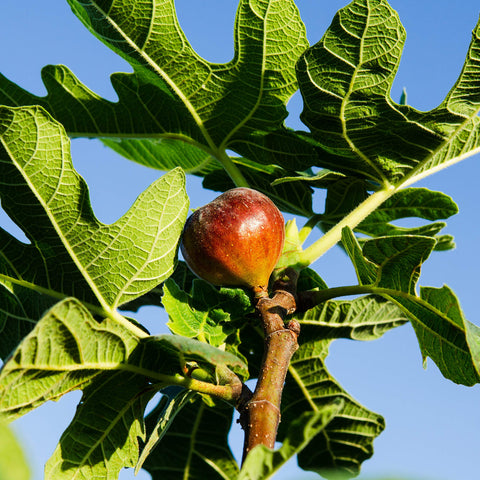 PERFECT PLANTS Chicago Hardy fig reaches 15-30 ft tall and 15-35 ft wide.