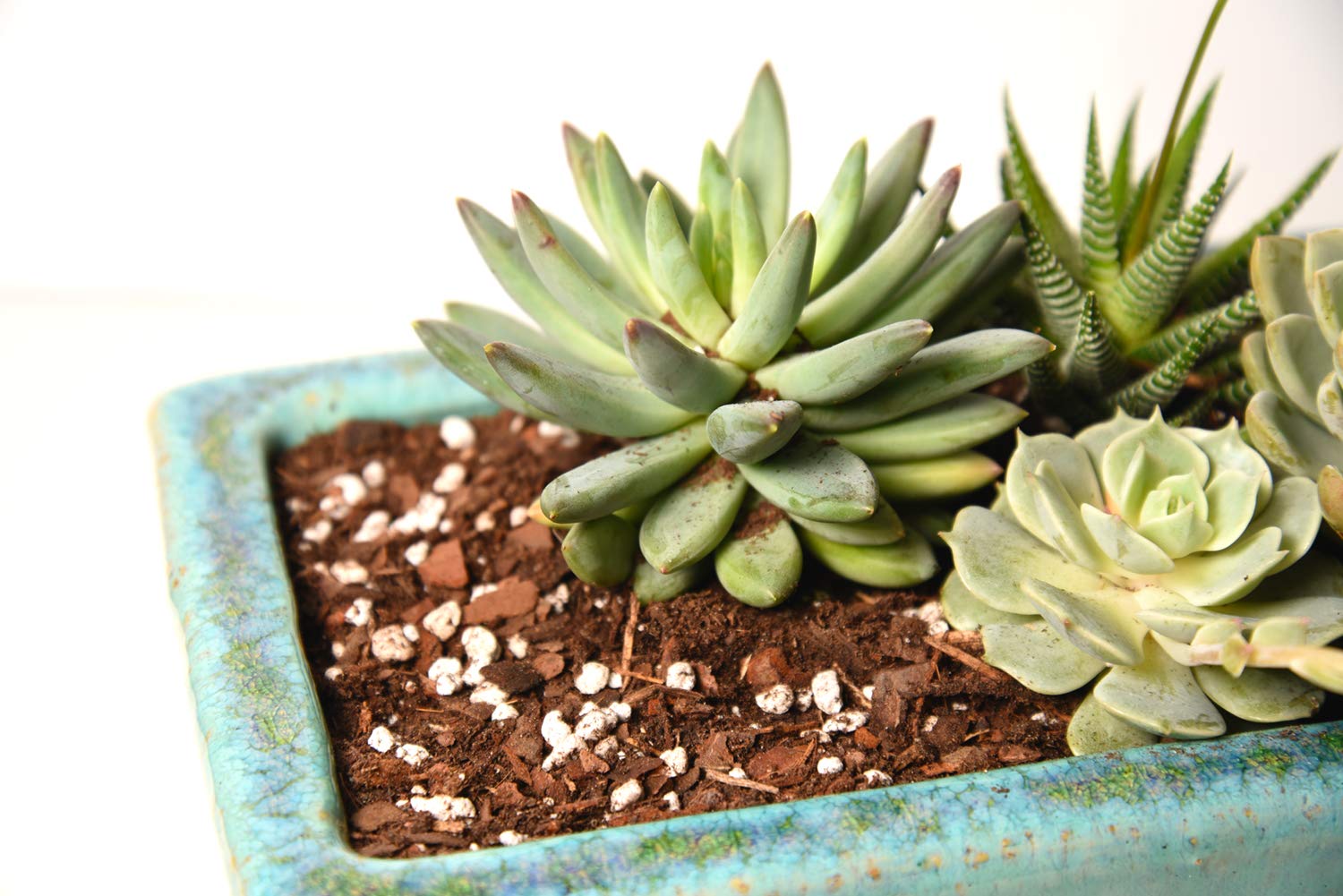 Perfect Plants coir in the mix adds air retention and balance.