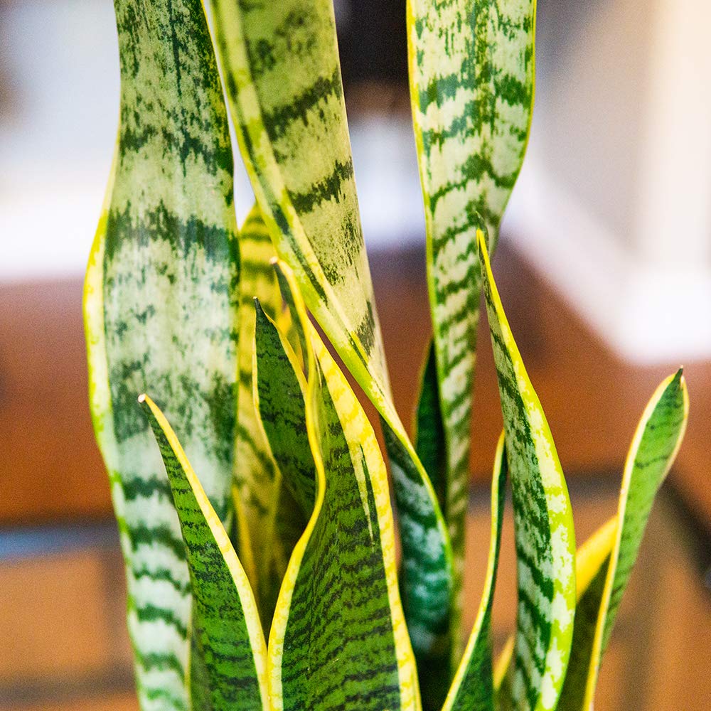 Perfect Plants concentrated fertilizer for snake plants for easy feeding