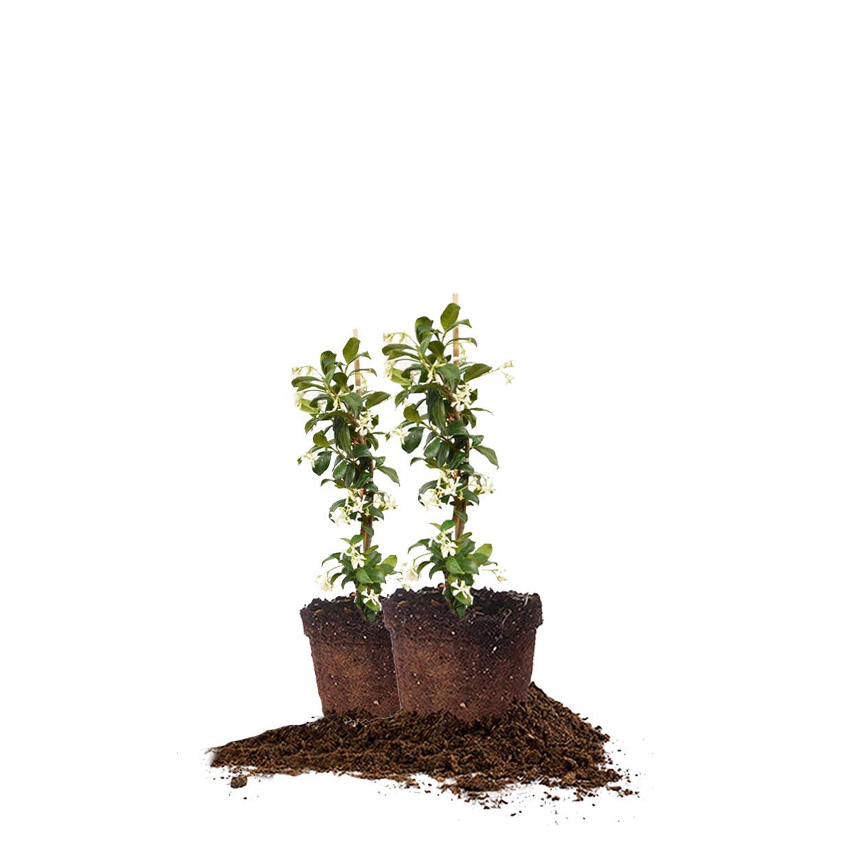 Perfect Plants Confederate Jasmine in 1-gallon pot, two-pack—ideal for sunny borders.