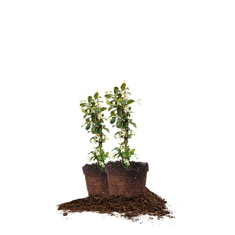 Perfect Plants Confederate Jasmine in 1-gallon pot, two-pack—ideal for sunny borders.