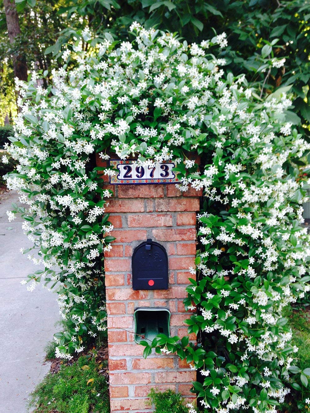 Perfect Plants Confederate Jasmine care guide included—easy setup.