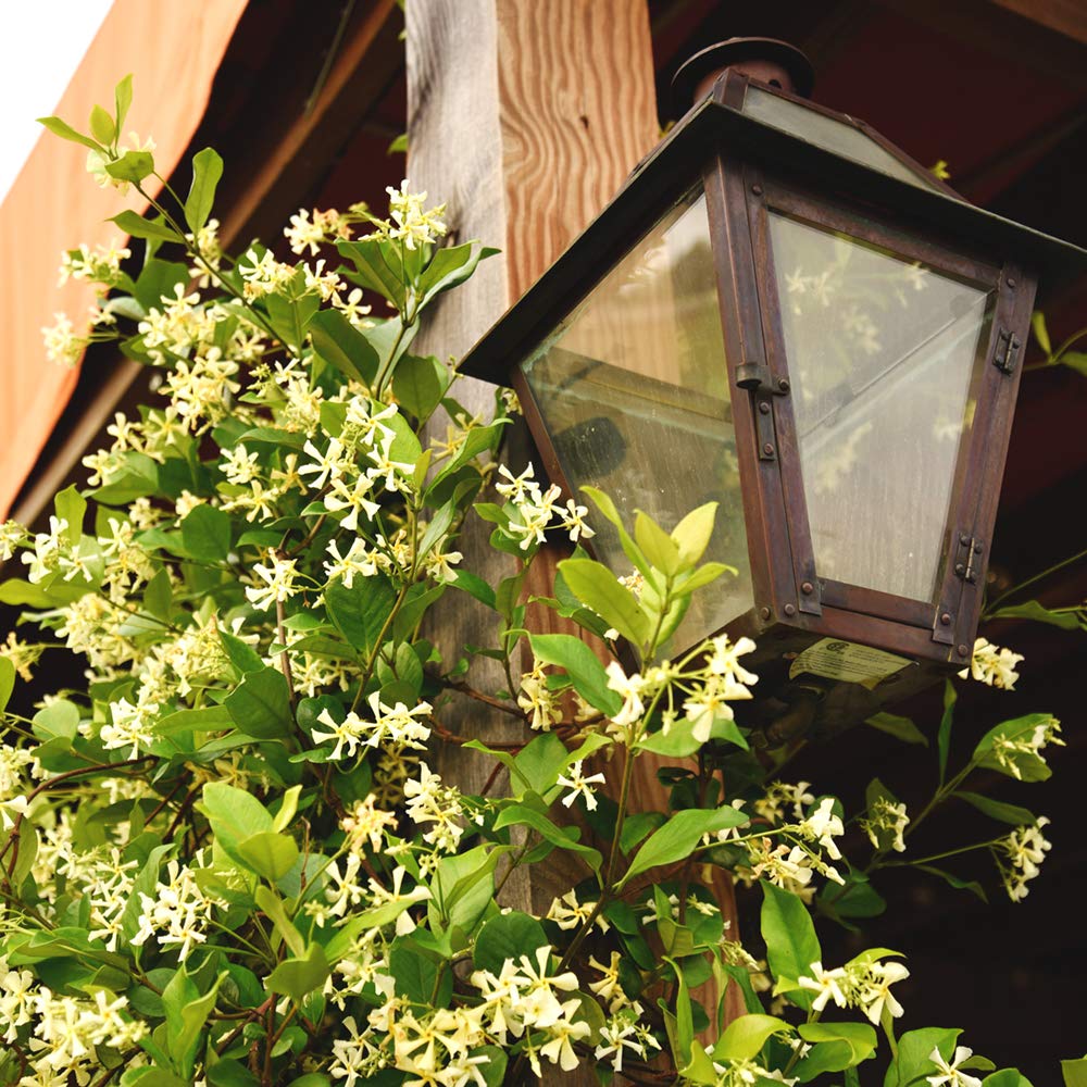Sun-loving Confederate Jasmine thriving in full sun with partial shade tolerance